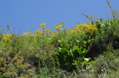 Inula grandis