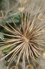 Tragopogon pseudomajor