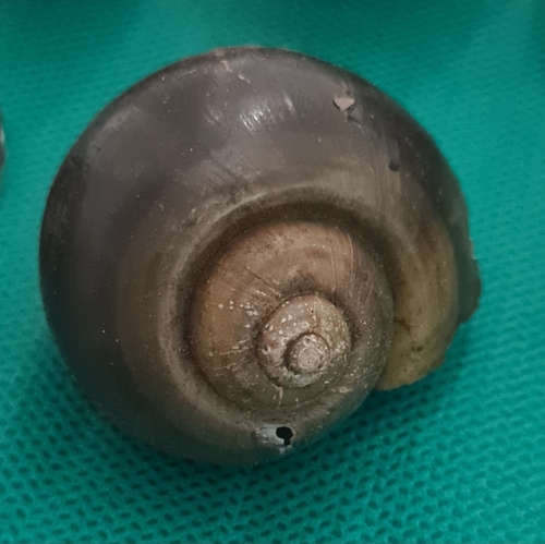 Pomacea canaliculata