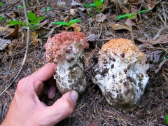 Ramaria botrytis