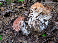 Ramaria botrytis