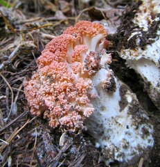 Ramaria botrytis