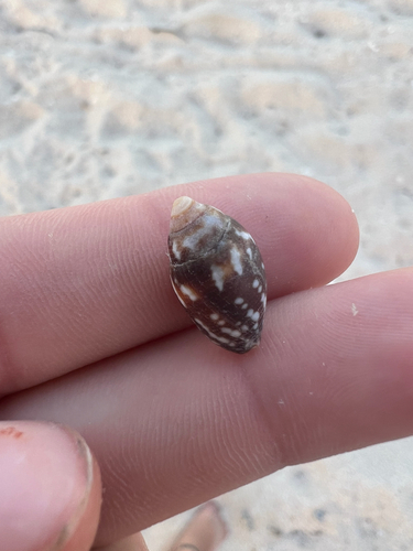 Mitra maculosa, 2025-12-03