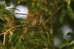 Cymbilaimus lineatus