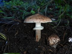 Agaricus brunneofibrillosus