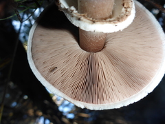 Agaricus brunneofibrillosus