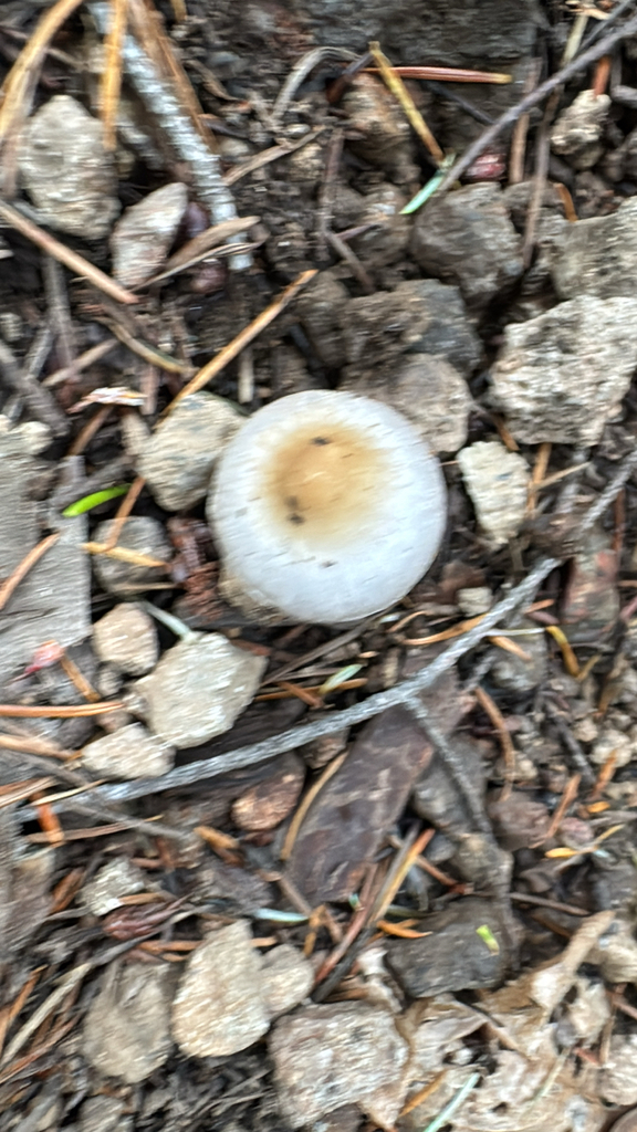 Inocybe pallidicremea · November 2025 · photo: © natureenthusiast_elle (iNaturalist, cc-by-nc)