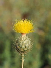 Stizolophus balsamita