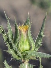Centaurea benedicta