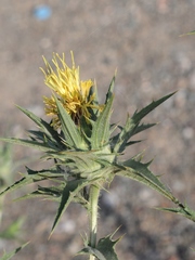Carthamus turkestanicus