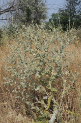 Cousinia polycephala