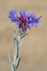 Centaurea depressa