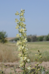 Delphinium semibarbatum