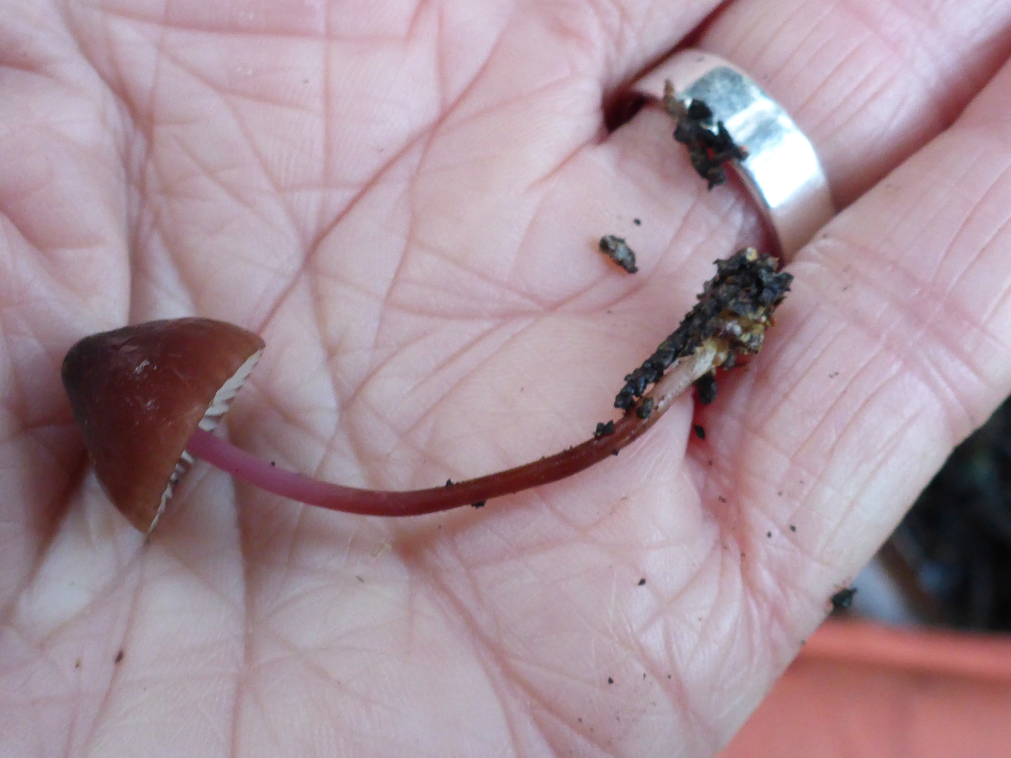 Marasmius plicatulus image
