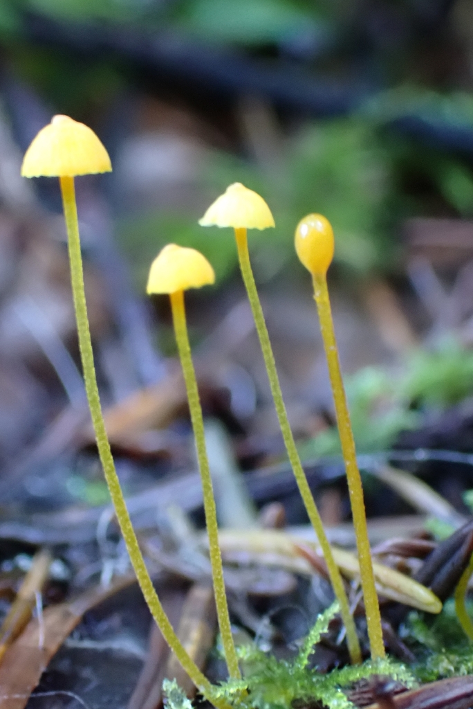 Mycena oregonensis