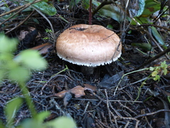 Agaricus brunneofibrillosus