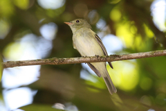 Empidonax albigularis