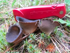 Dissingia leucomelaena