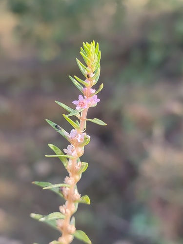 Rotala densiflora iNat (2)