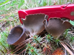 Dissingia leucomelaena