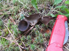 Dissingia leucomelaena