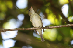 Empidonax albigularis
