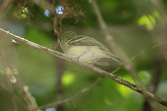 Empidonax albigularis