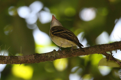 Empidonax albigularis