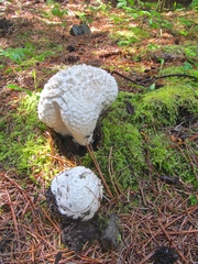 Calvatia sculpta