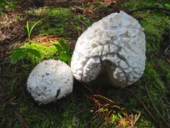 Calvatia sculpta