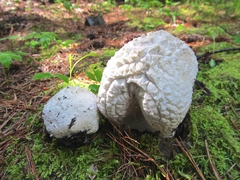 Calvatia sculpta