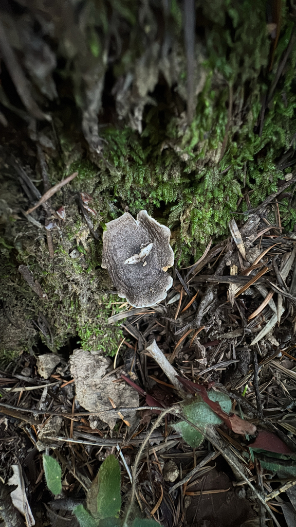 Tricholoma terreum · November 2025 · photo: © natureenthusiast_elle (iNaturalist, cc-by-nc)