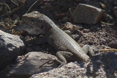 Liolaemus austromendocinus