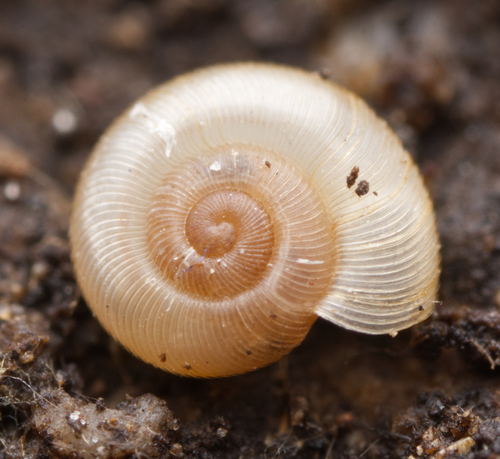 Ammoniropa vigens observed 2024-08-29