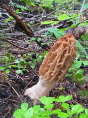 Morchella tridentina