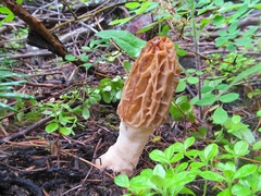 Morchella tridentina