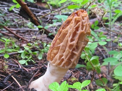 Morchella tridentina