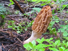 Morchella tridentina