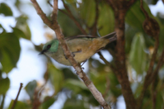 Dacnis venusta