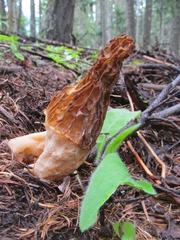 Morchella tridentina