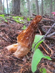 Morchella tridentina