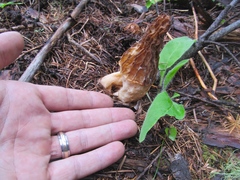 Morchella tridentina