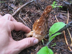Morchella tridentina