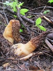 Morchella tridentina
