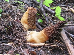 Morchella tridentina