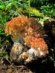 Ramaria botrytis