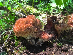 Ramaria botrytis