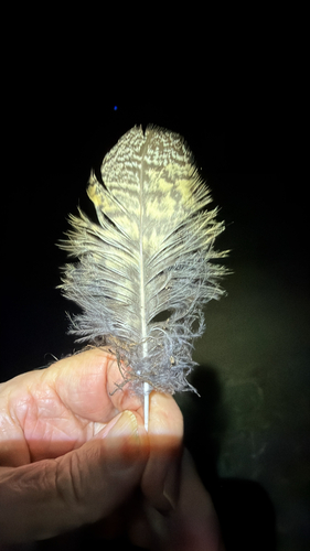 View observation of {o.common_name} on iNaturalist