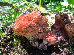 Ramaria botrytis