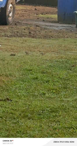Northern Grey-headed Sparrow